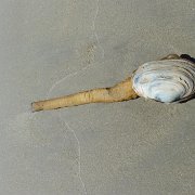 Baja2011 063 : Baja2011